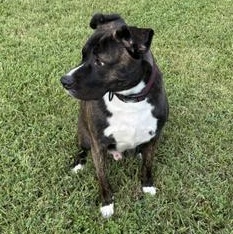 Enlarge Rocco, a Adoptable American Staffordshire Terrier in Niagara Falls, NY image 6/6