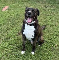 Enlarge Rocco, a Adoptable American Staffordshire Terrier in Niagara Falls, NY image 4/6