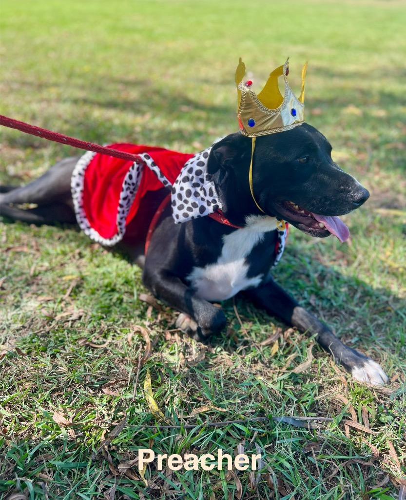 Preacher, a Adoptable mixed breed in Saint Francisville, LA image 3/6