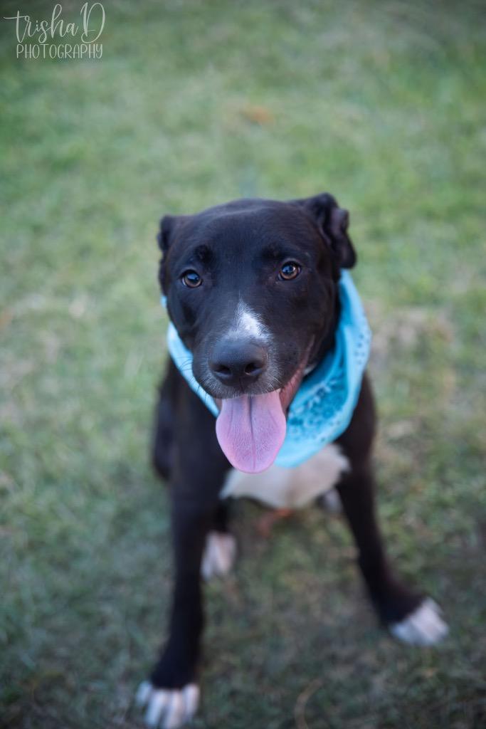Enlarge Preacher, a Adoptable mixed breed in Saint Francisville, LA image 4/6