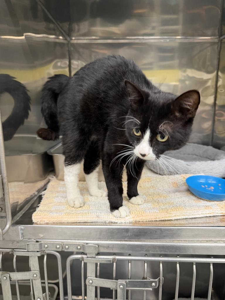 Spotify, Adoptable, Young Male Domestic Short Hair.
