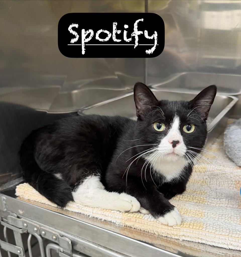Spotify, a Adoptable mixed breed in Maumelle, AR image 2/3