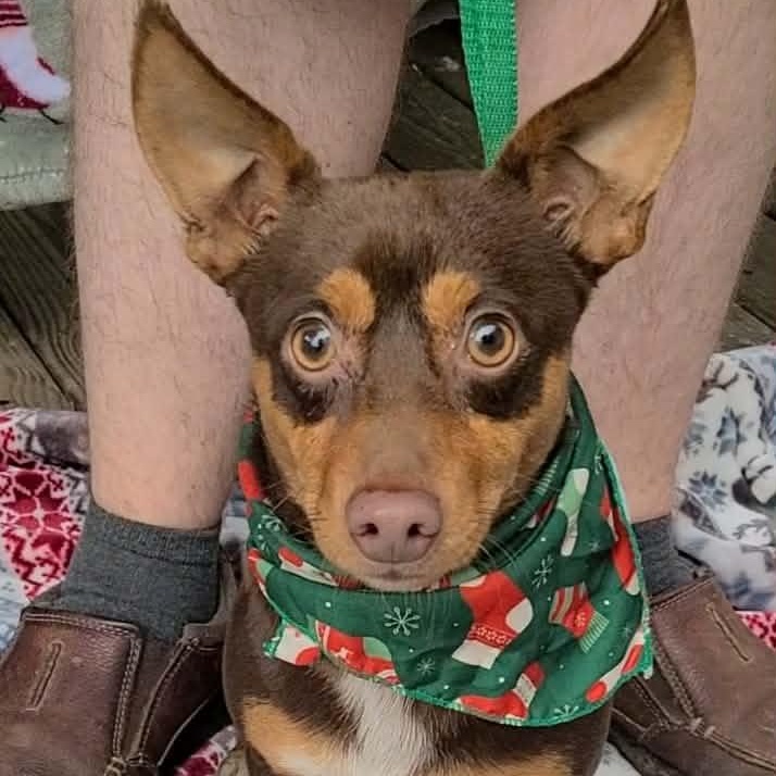 Petey, ADOPTABLE, Adult Male Dachshund.