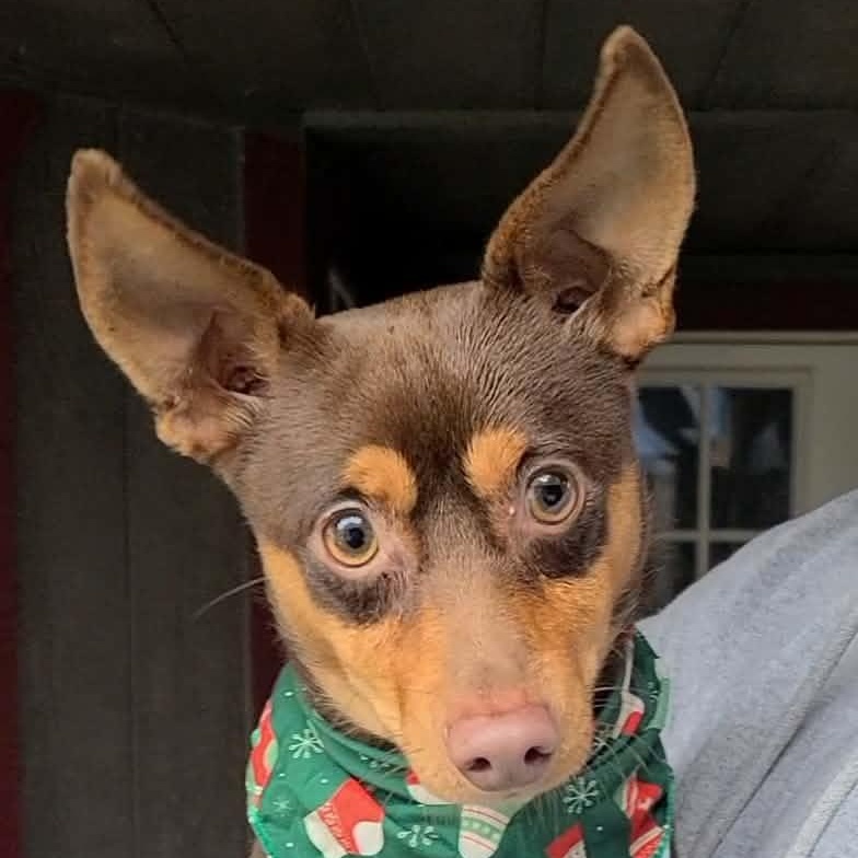 Enlarge Petey, a ADOPTABLE mixed breed in Woolwich, ME image 3/5