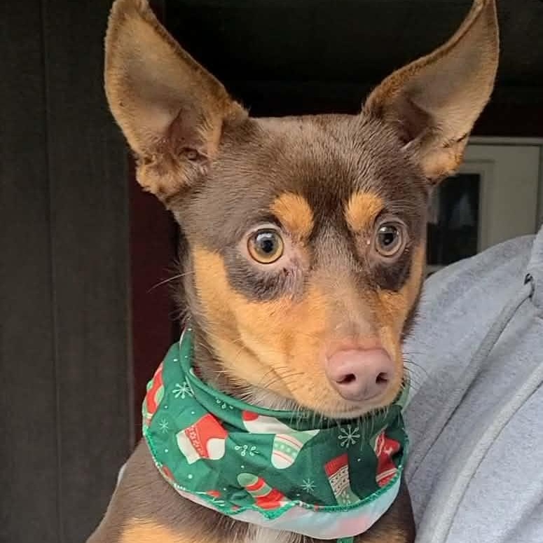 Enlarge Petey, a ADOPTABLE mixed breed in Woolwich, ME image 4/5