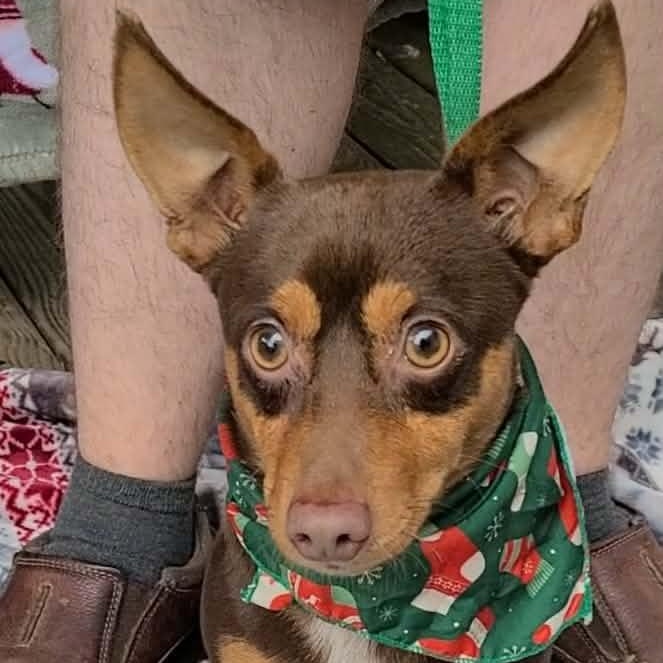 Enlarge Petey, a ADOPTABLE mixed breed in Woolwich, ME image 5/5