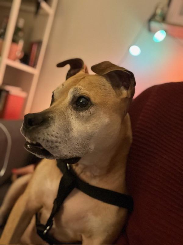 Enlarge Bella, a Adoptable mixed breed in New York, NY image 1/6