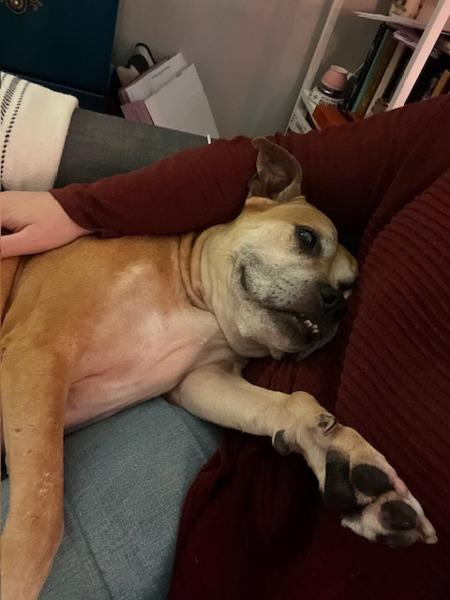 Bella, Adoptable, Senior Female Mixed Breed.