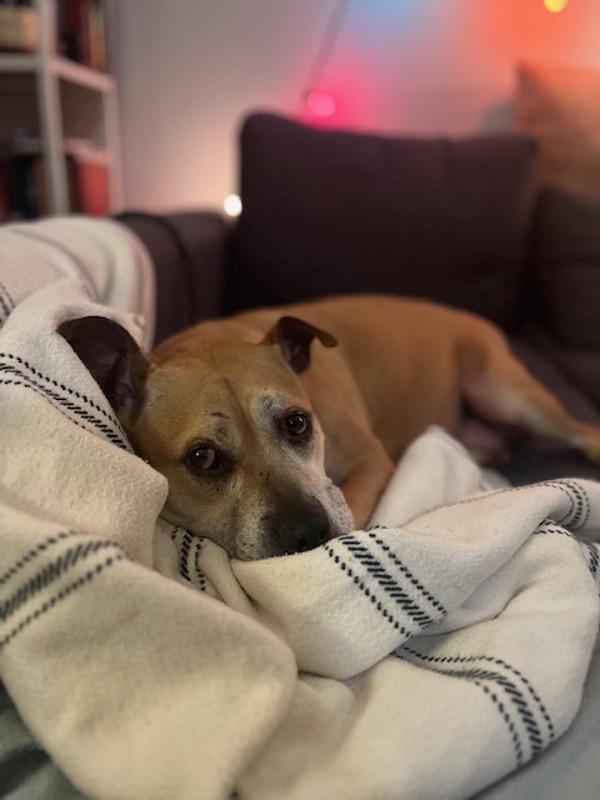 Enlarge Bella, a Adoptable mixed breed in New York, NY image 2/6