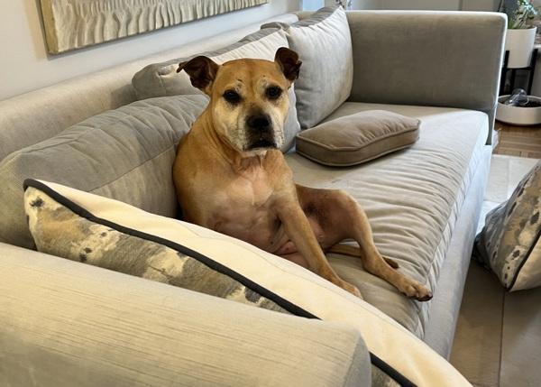 Enlarge Bella, a Adoptable mixed breed in New York, NY image 3/6