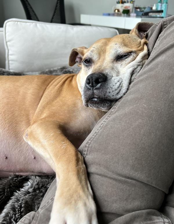 Enlarge Bella, a Adoptable mixed breed in New York, NY image 4/6