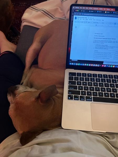 Enlarge Bella, a Adoptable mixed breed in New York, NY image 6/6