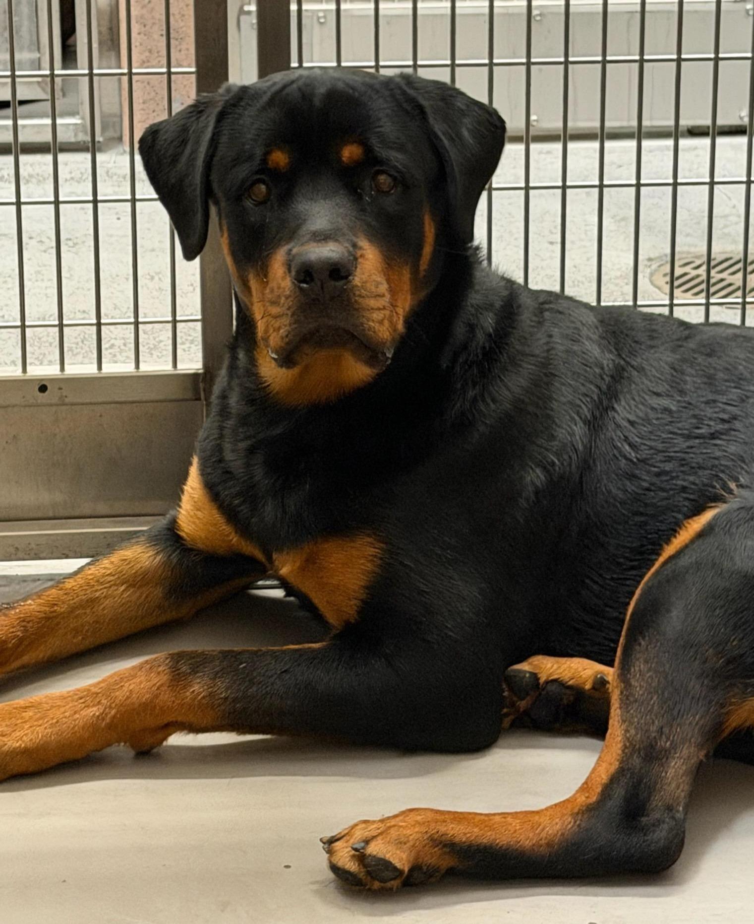 Enlarge BILLIE, an adopted Rottweiler in Oswego, IL image 1/1