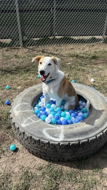 Waylon, Adoptable, Young Male Australian Cattle Dog / Blue Heeler.