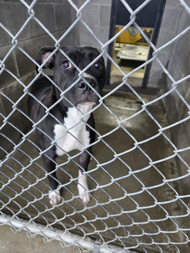 Enlarge Daisy May (BQ), a Adopted Pit Bull Terrier in Evansville, IN image 1/1