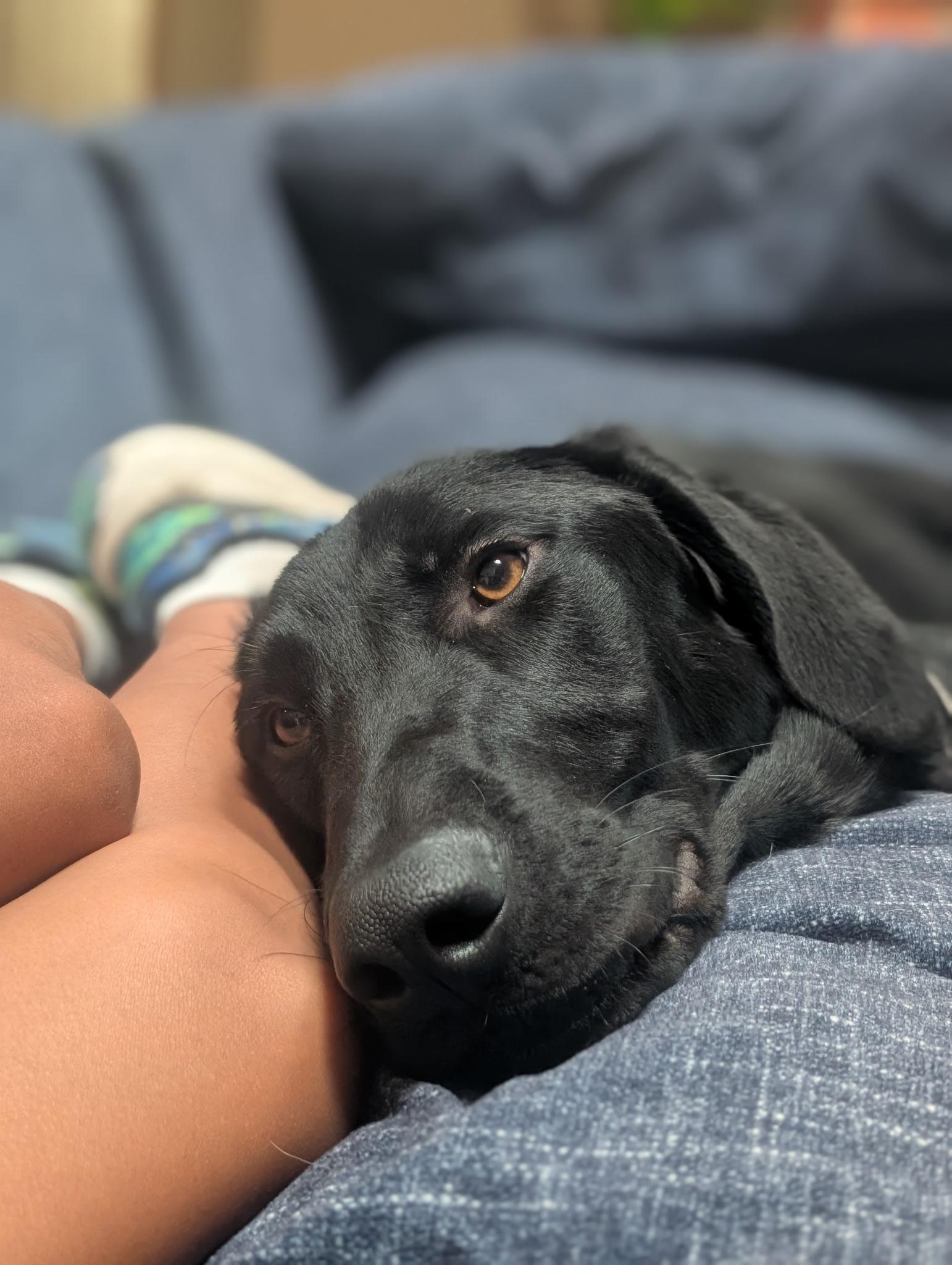 Nero, Adoptable, Adult Male Black Labrador Retriever.
