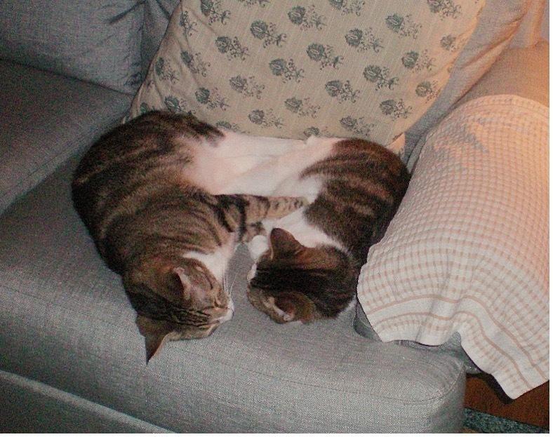 Flufflet, Adoptable, Adult Male Domestic Short Hair.