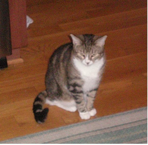 Flufflet, a Adoptable mixed breed in Wilmington, NC image 2/5