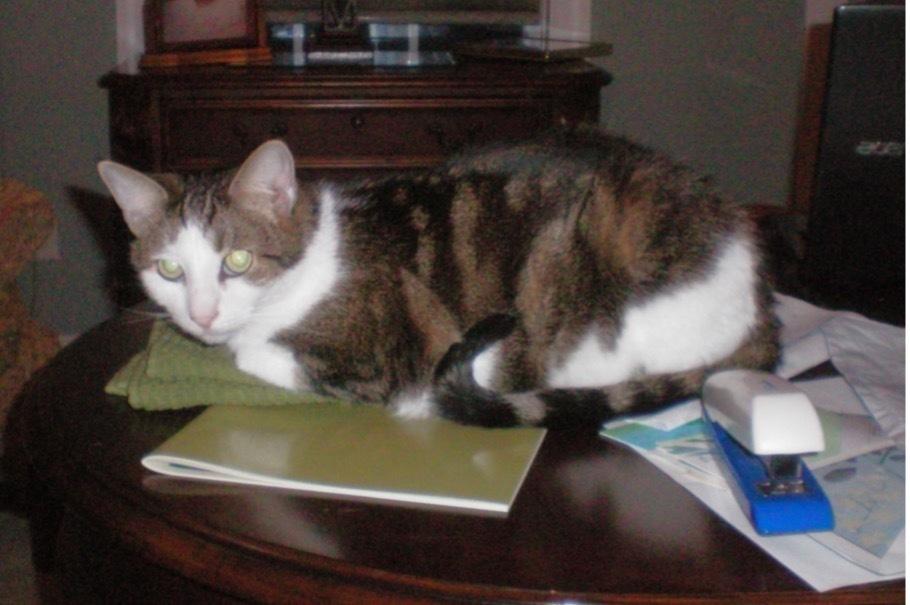 Flufflet, a Adoptable mixed breed in Wilmington, NC image 3/5