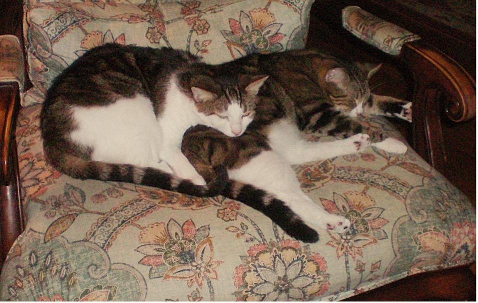 Flufflet, a Adoptable mixed breed in Wilmington, NC image 4/5