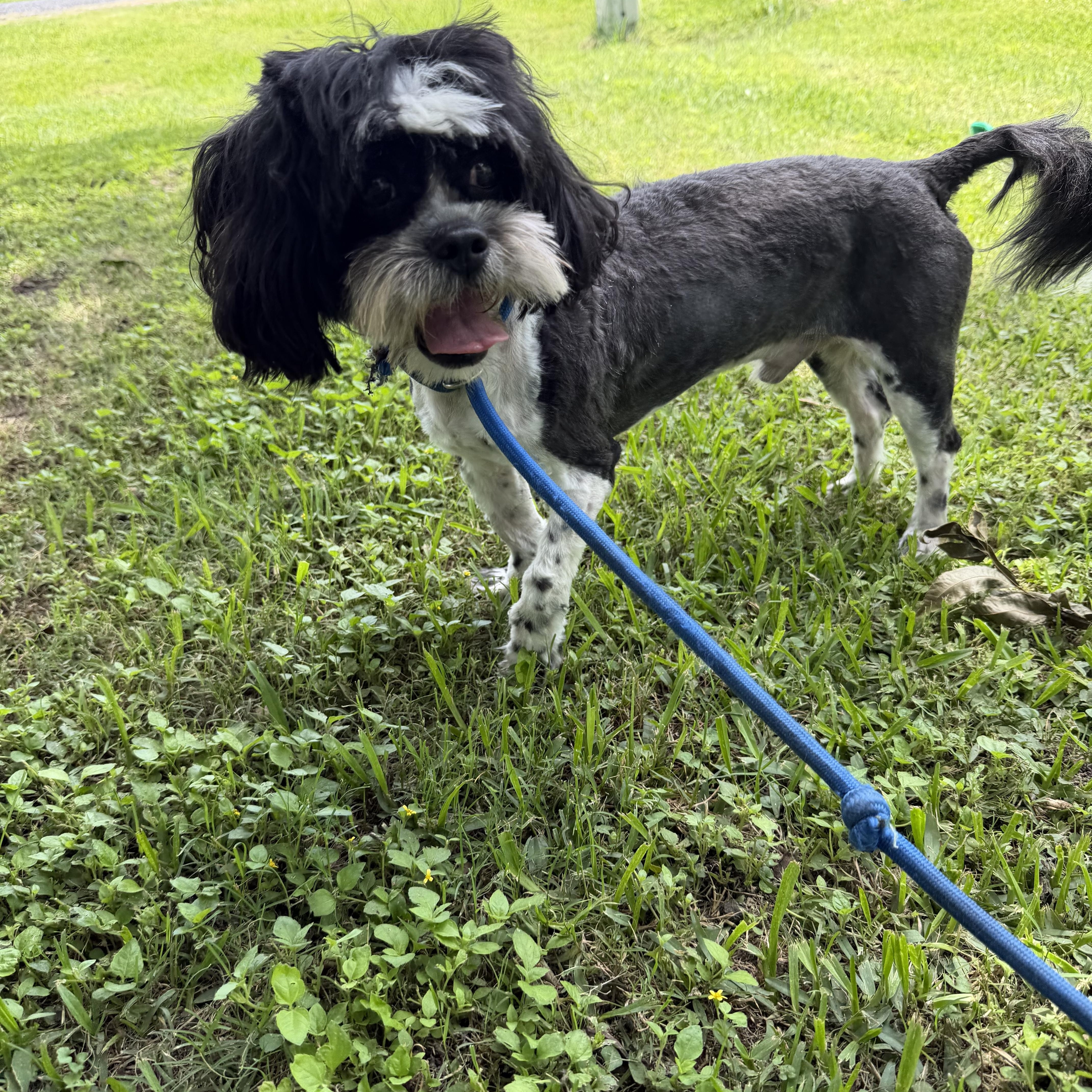 Hank, a ADOPTABLE mixed breed in Westerly, RI image 4/4