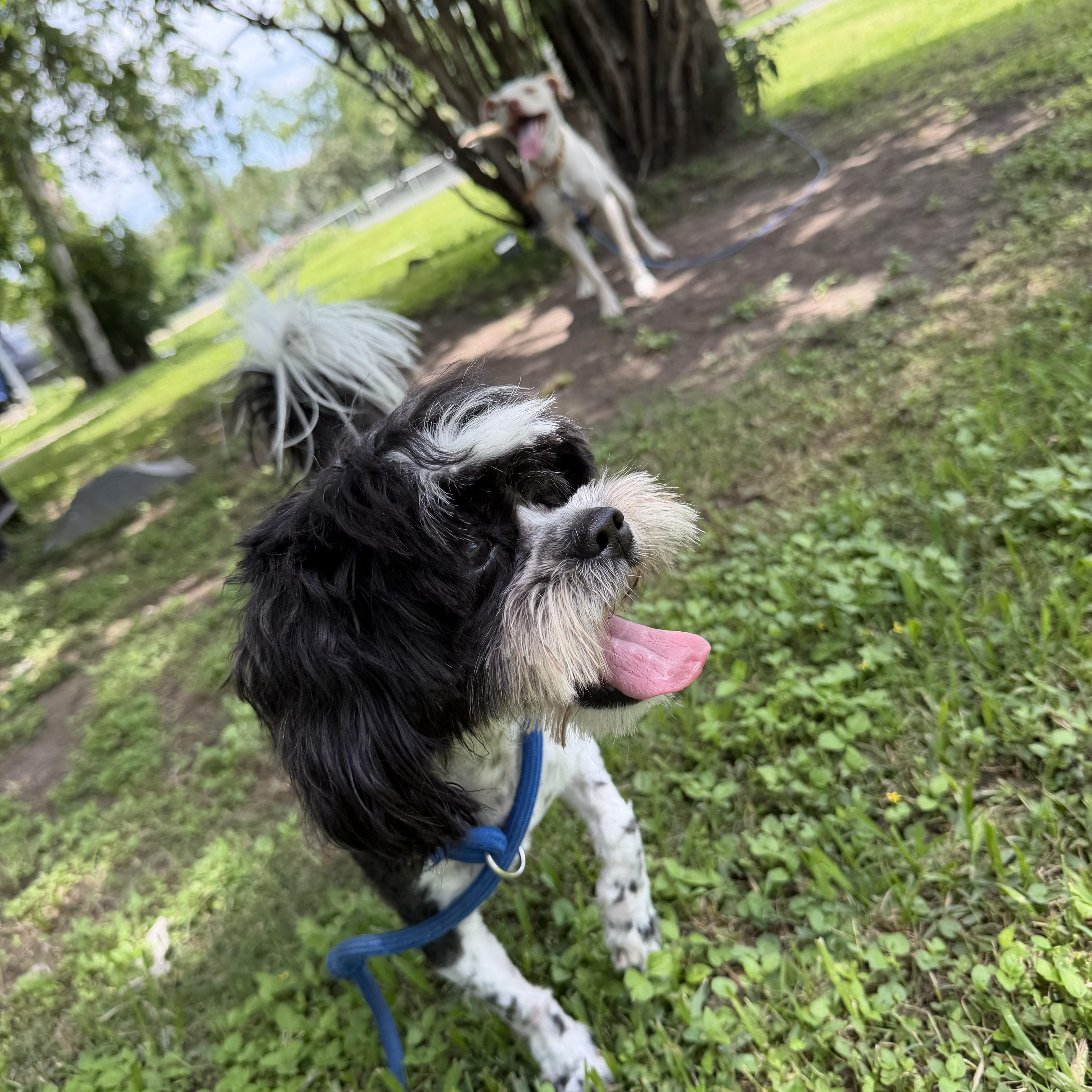 Hank, ADOPTABLE, Adult Male Shih Tzu.