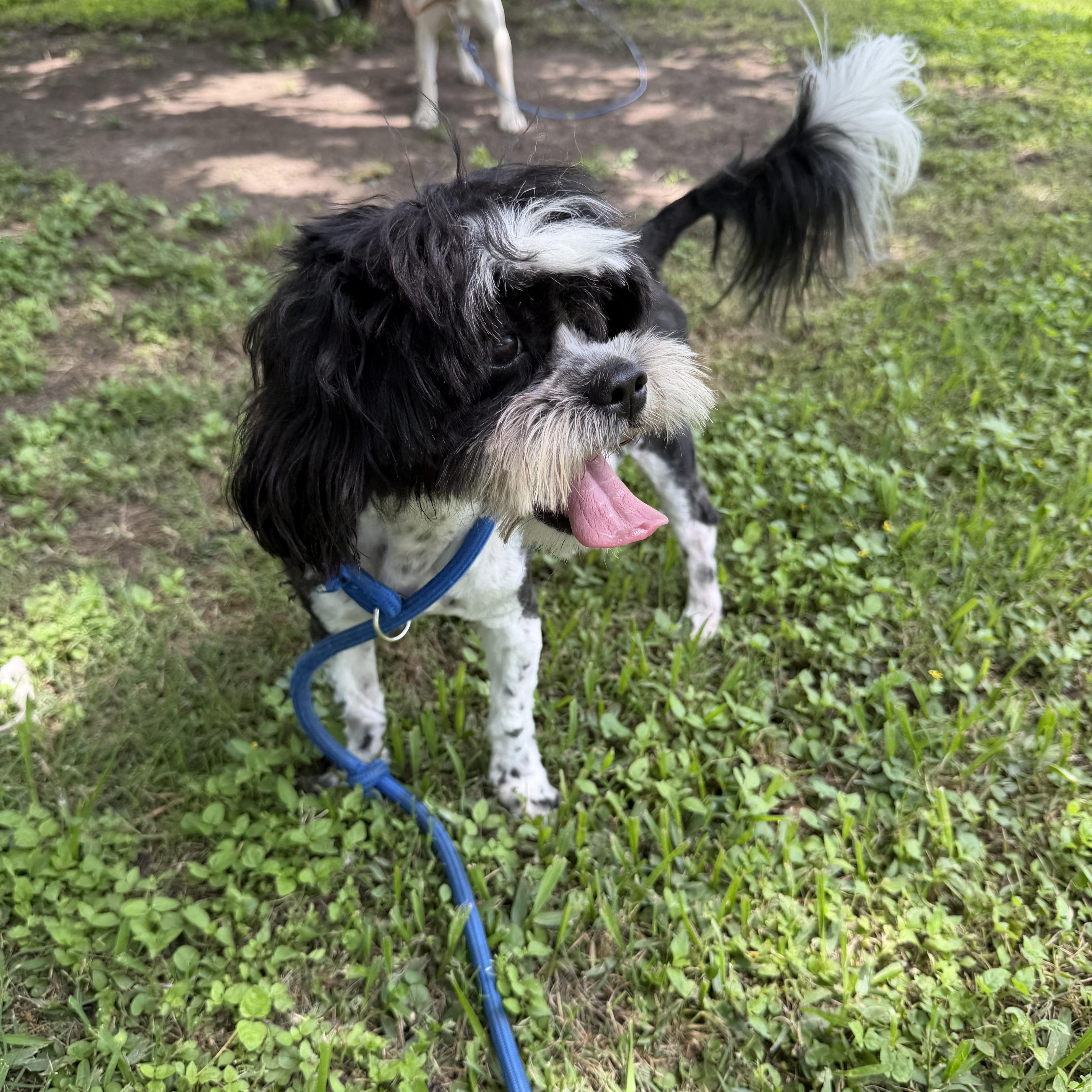 Hank, a ADOPTABLE mixed breed in Westerly, RI image 3/4