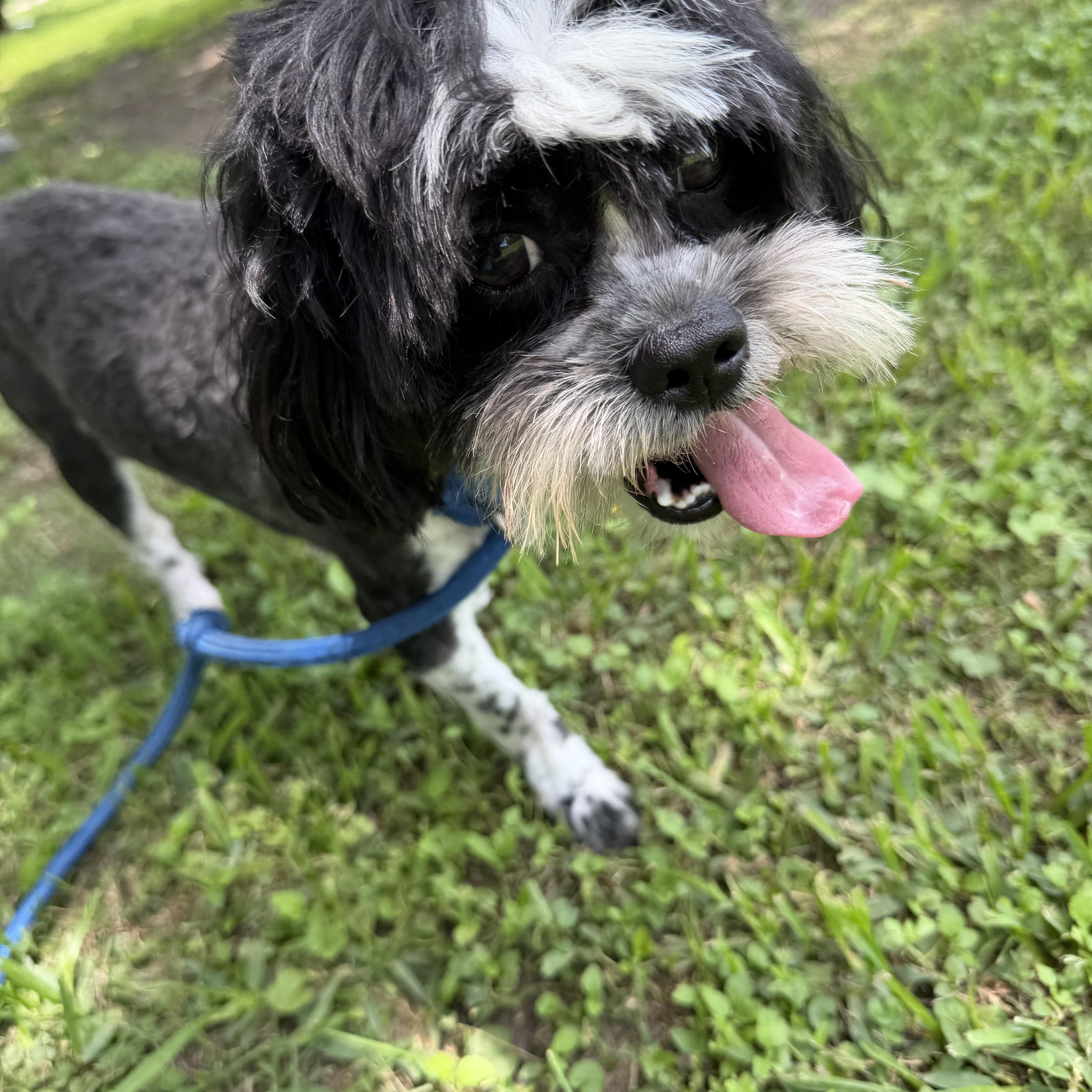 Hank, a ADOPTABLE mixed breed in Westerly, RI image 2/4