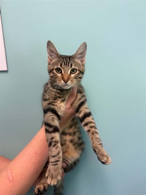 FERRIS WHEEL, Adoptable, Young Male Domestic Short Hair.