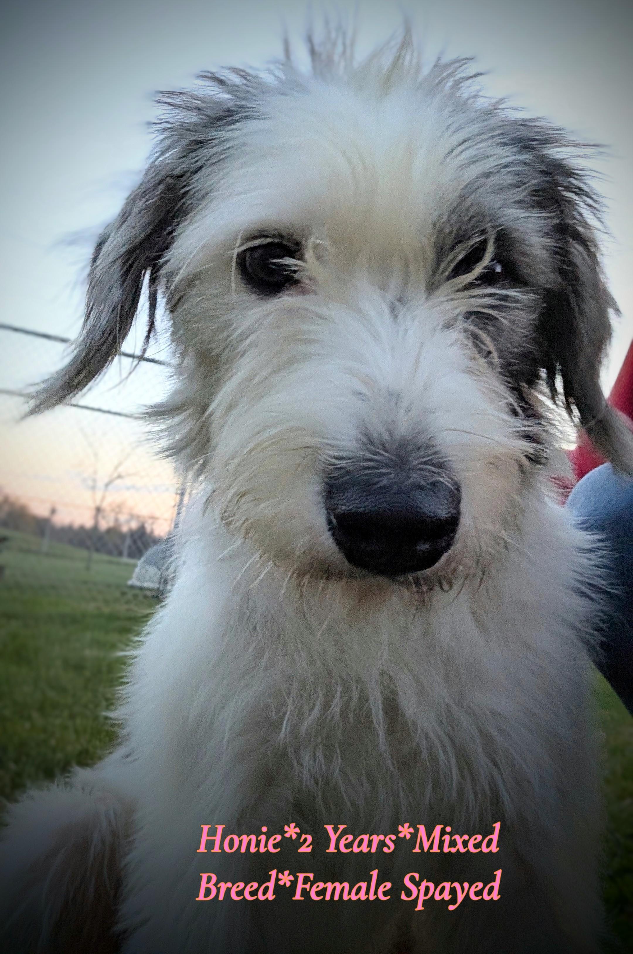 Enlarge Honie, a Adoptable mixed breed in Mauston, WI image 2/2