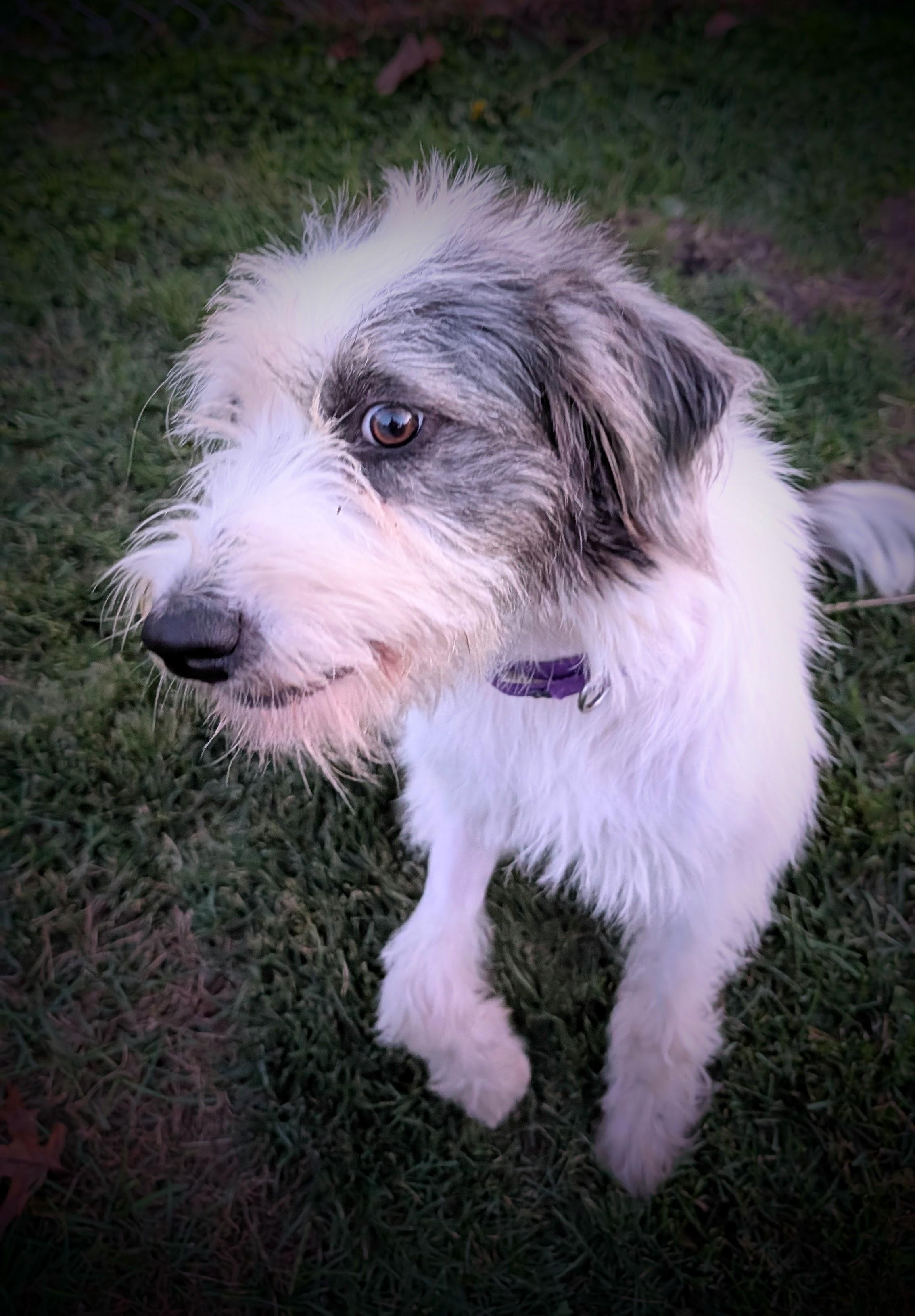 Enlarge Honie, a Adoptable mixed breed in Mauston, WI image 1/2