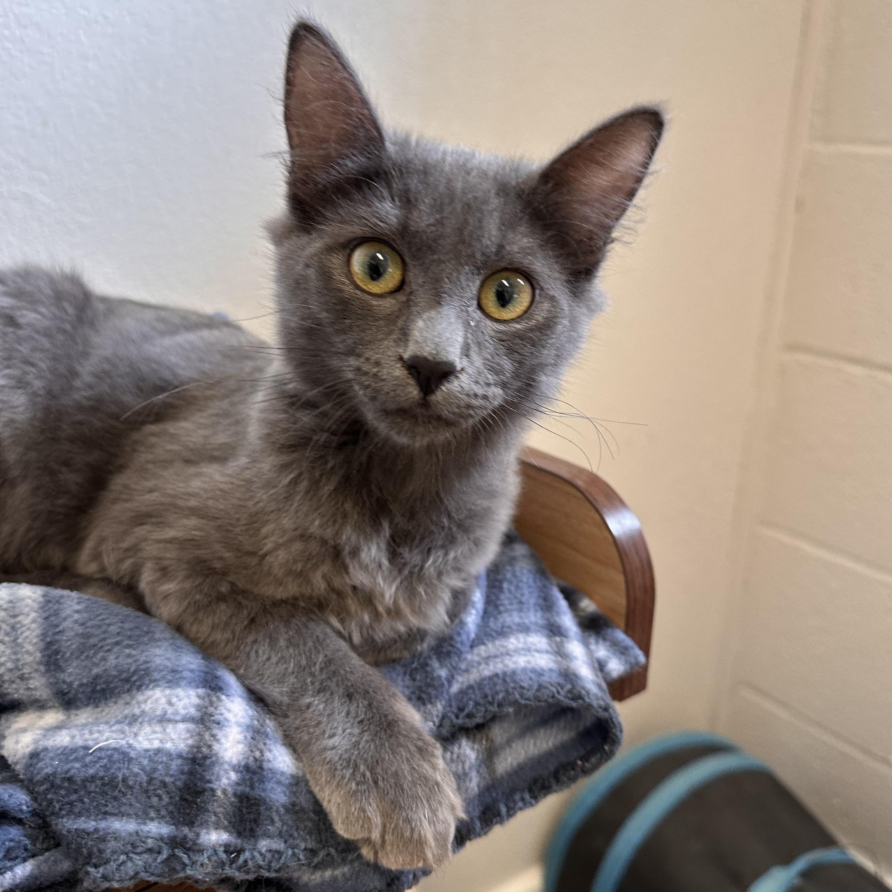 Orion, Adoptable, Kitten Male Domestic Medium Hair.