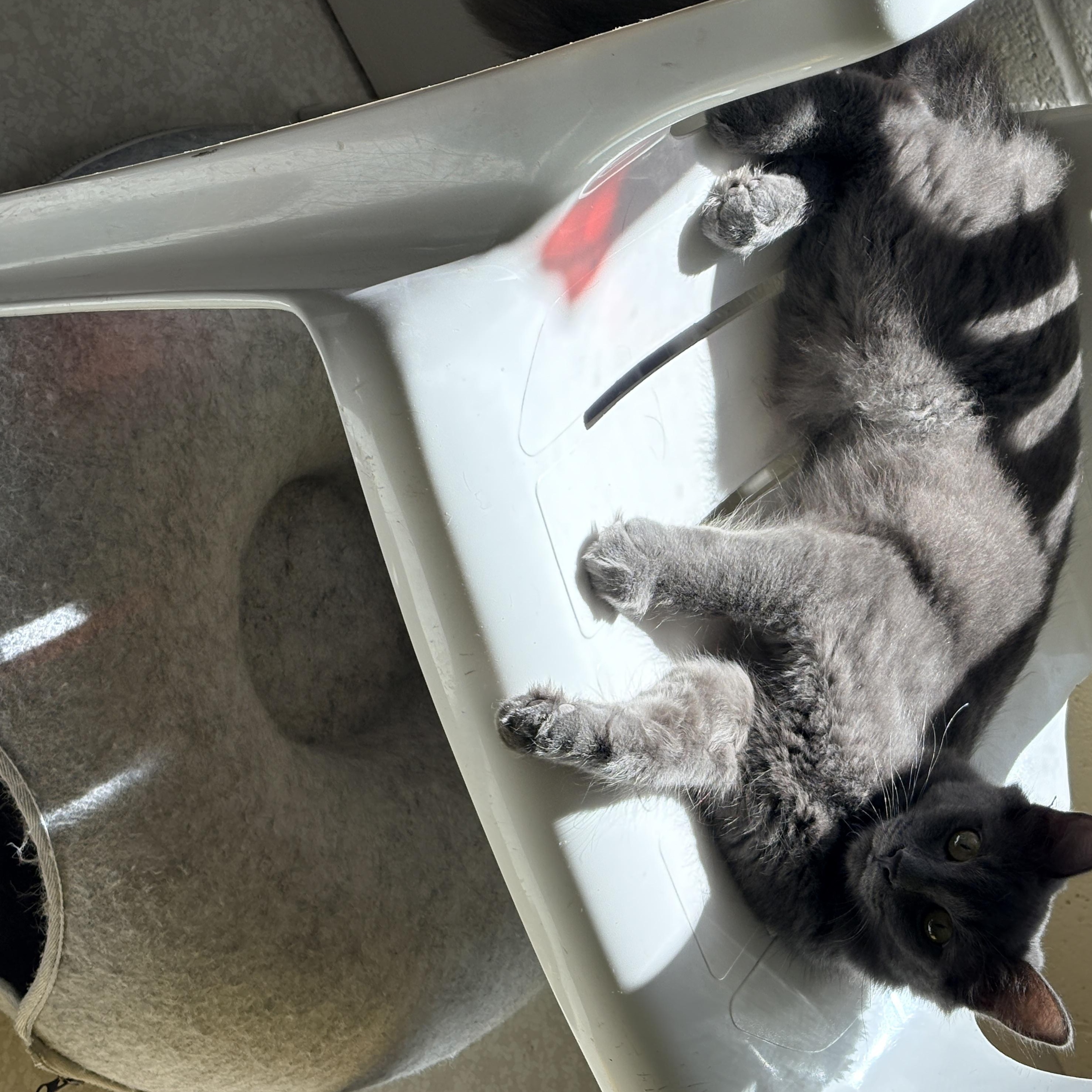 Enlarge Orion, a Adoptable Domestic Medium Hair in Quincy, CA image 6/6