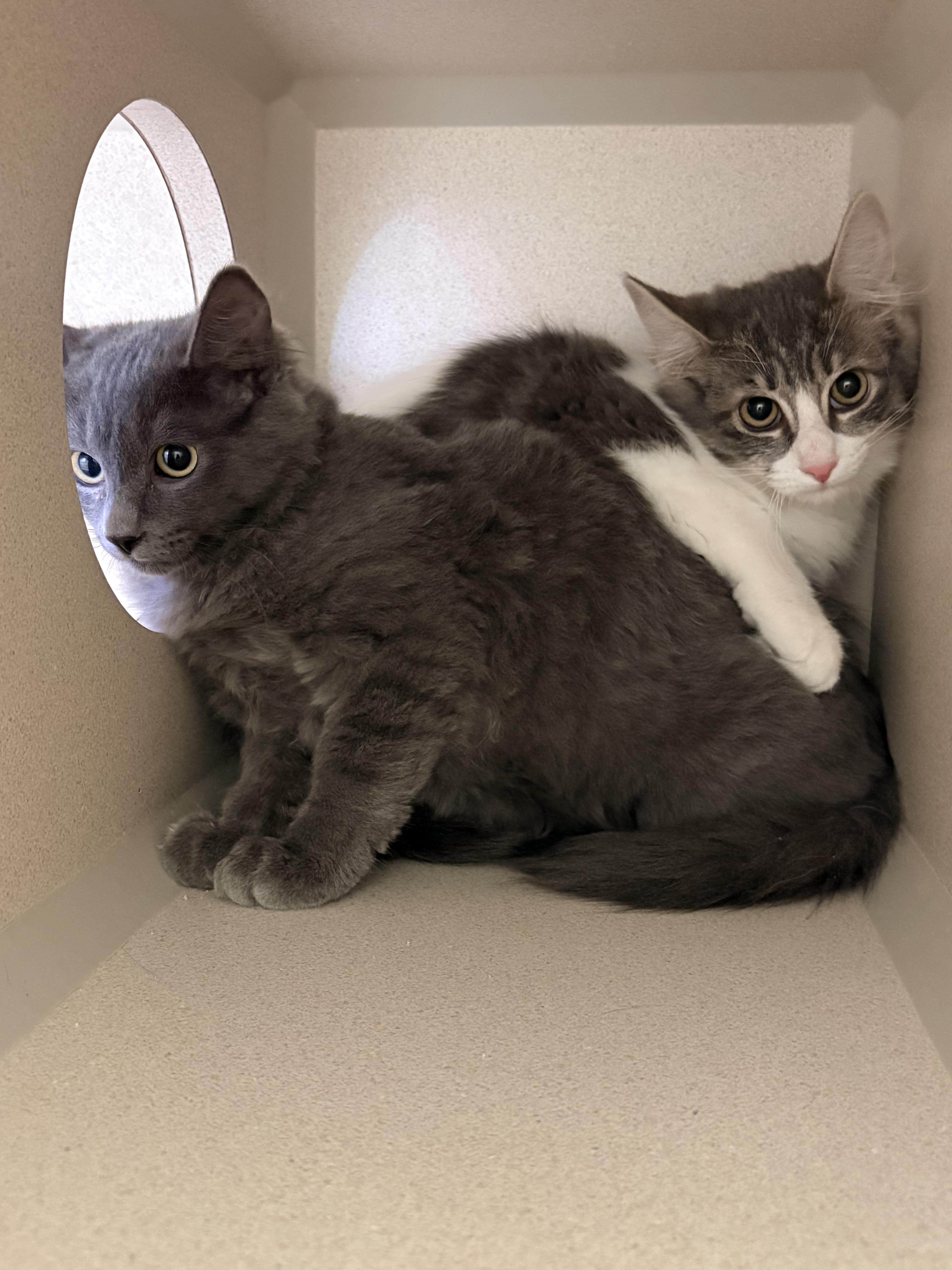 Orion, a Adoptable Domestic Medium Hair in Quincy, CA image 3/5