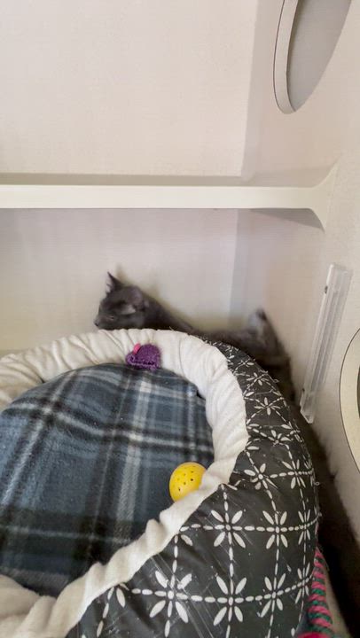 Enlarge Orion, a Adoptable Domestic Medium Hair in Quincy, CA video 4/5