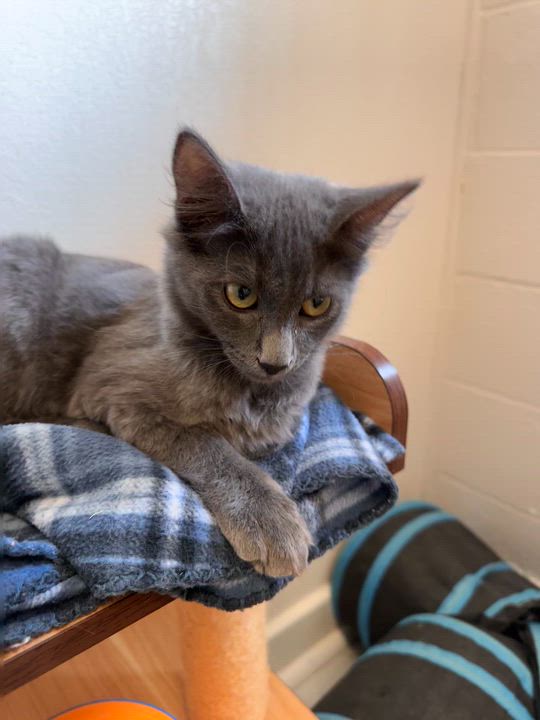 Enlarge Orion, a Adoptable Domestic Medium Hair in Quincy, CA video 2/5