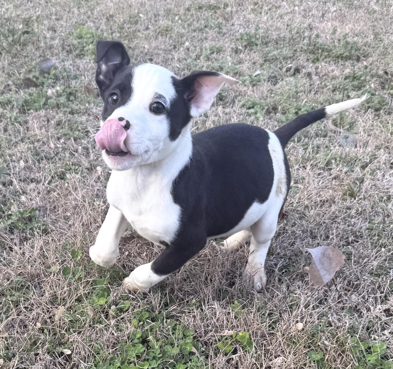 Enlarge Bobo, a ADOPTABLE mixed breed in Vicksburg, MS image 1/1