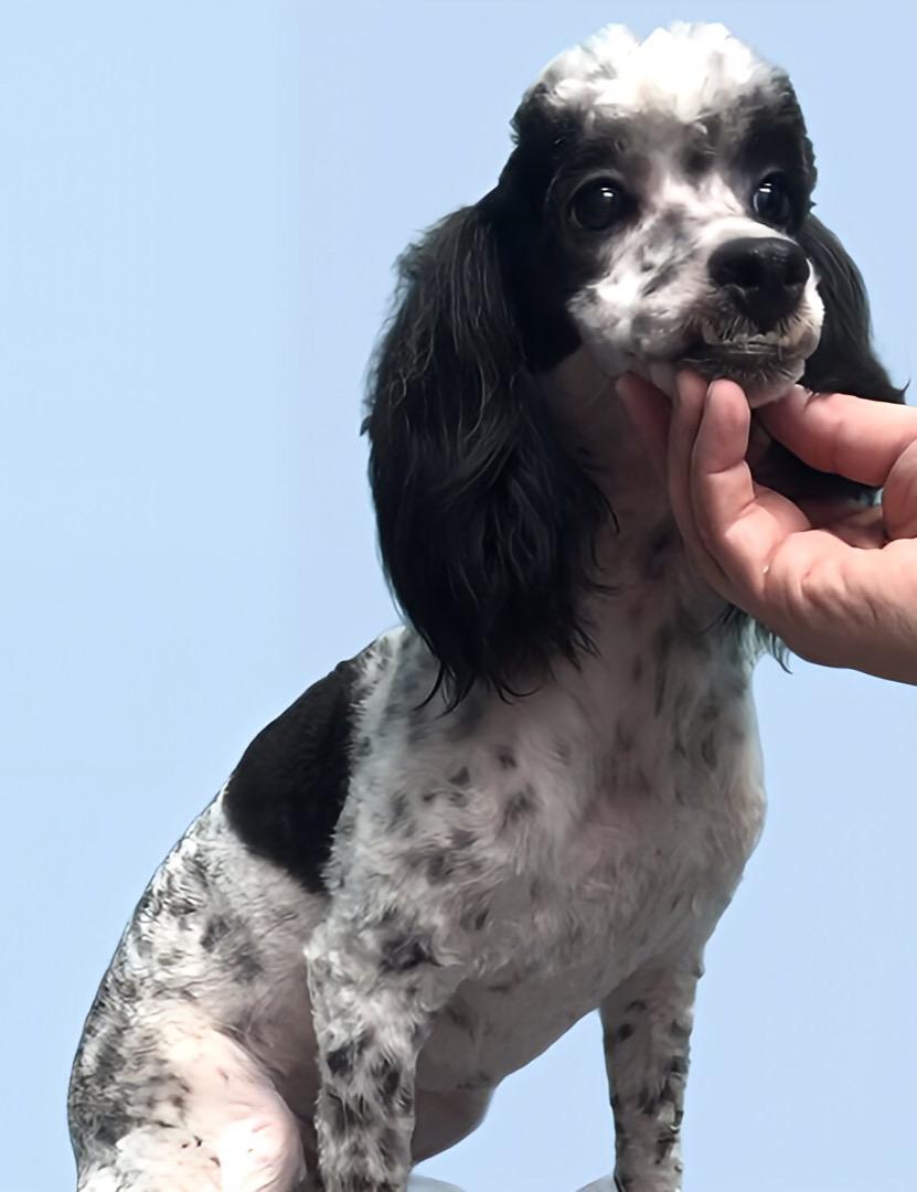Gerry, Adult Male Miniature Poodle