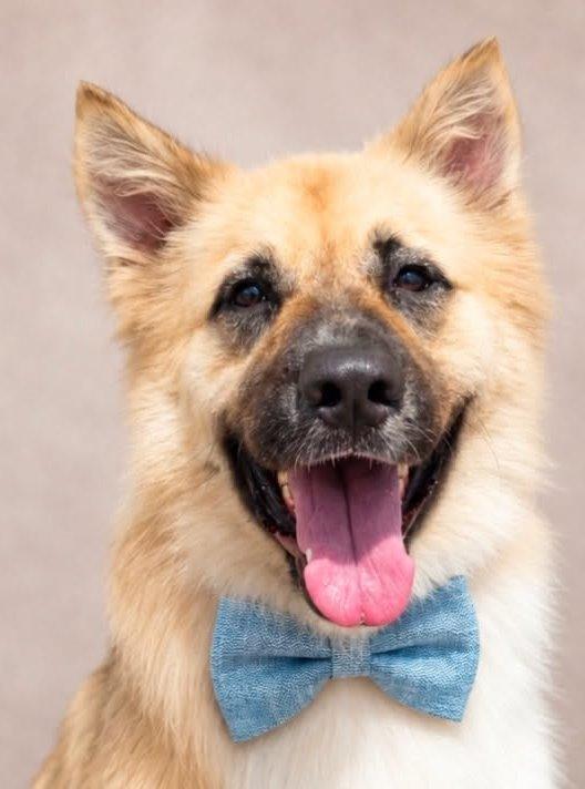 Balto, a Adoptable Akita in Carrollton, GA image 1/3