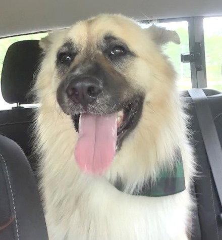 Balto, a Adoptable Akita in Carrollton, GA image 1/3