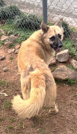 Balto, Adoptable, Adult Male Akita.