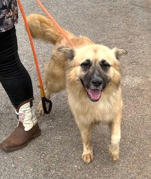 Enlarge Balto, a Adoptable Akita in Carrollton, GA image 2/3