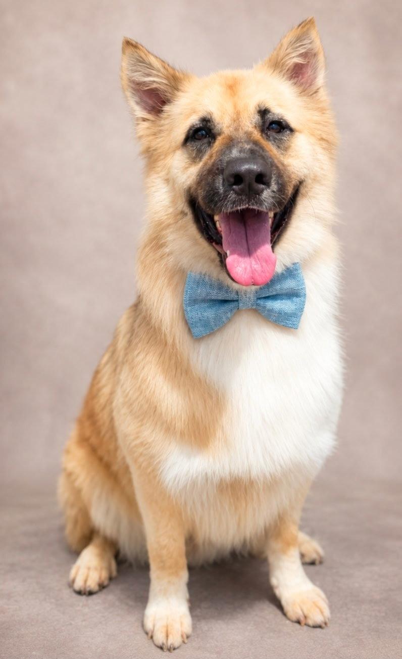 Balto, a Adoptable Akita in Carrollton, GA image 2/3