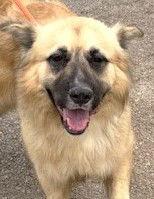 Enlarge Balto, a Adoptable Akita in Carrollton, GA image 3/3