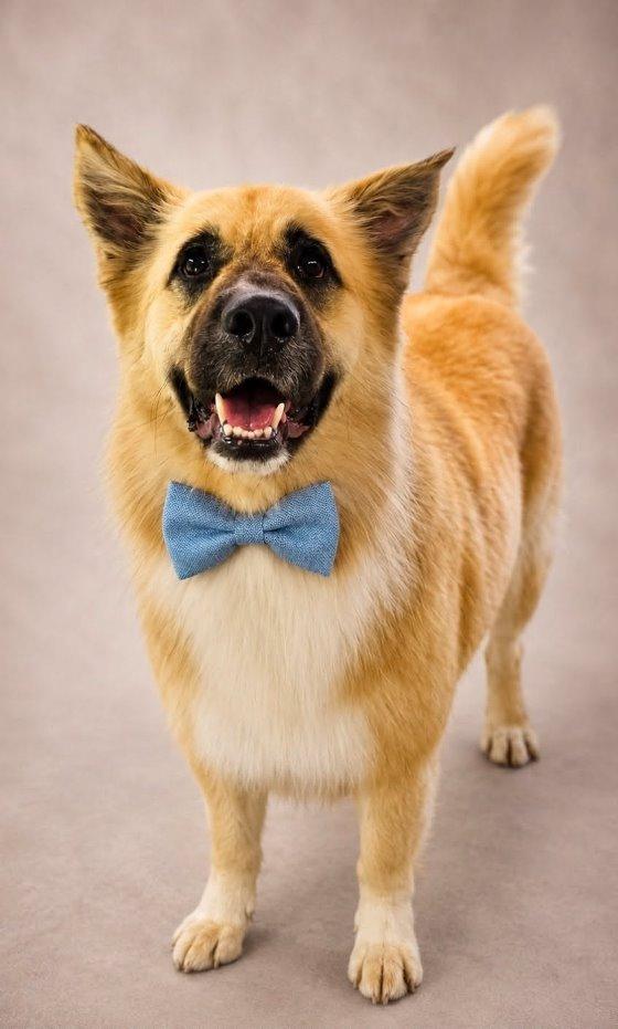 Balto, a Adoptable Akita in Carrollton, GA image 3/3