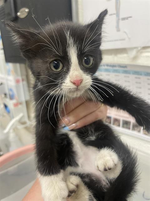 Enlarge CHILI, a Adoptable Domestic Short Hair in Fruit Heights, UT image 1/1