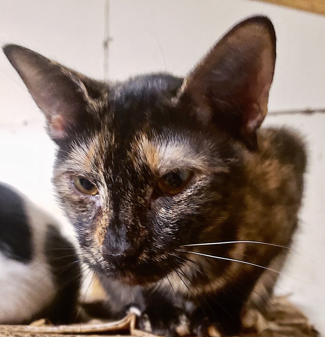 Marble, Adoptable, Adult Female Calico & Tortoiseshell.