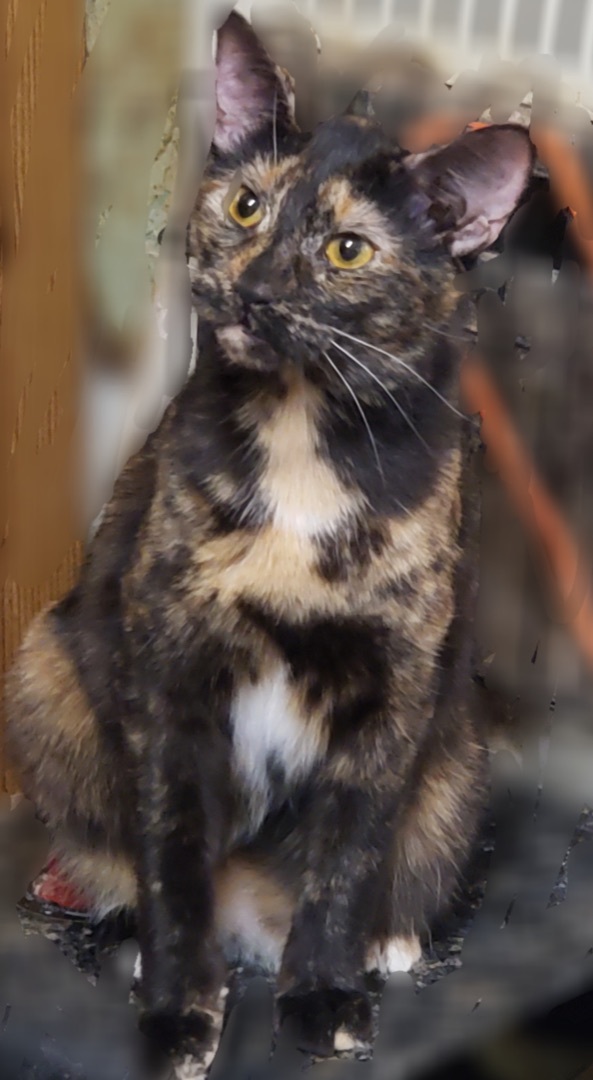 Marble, a Adoptable mixed breed in Winston-Salem, NC image 3/10