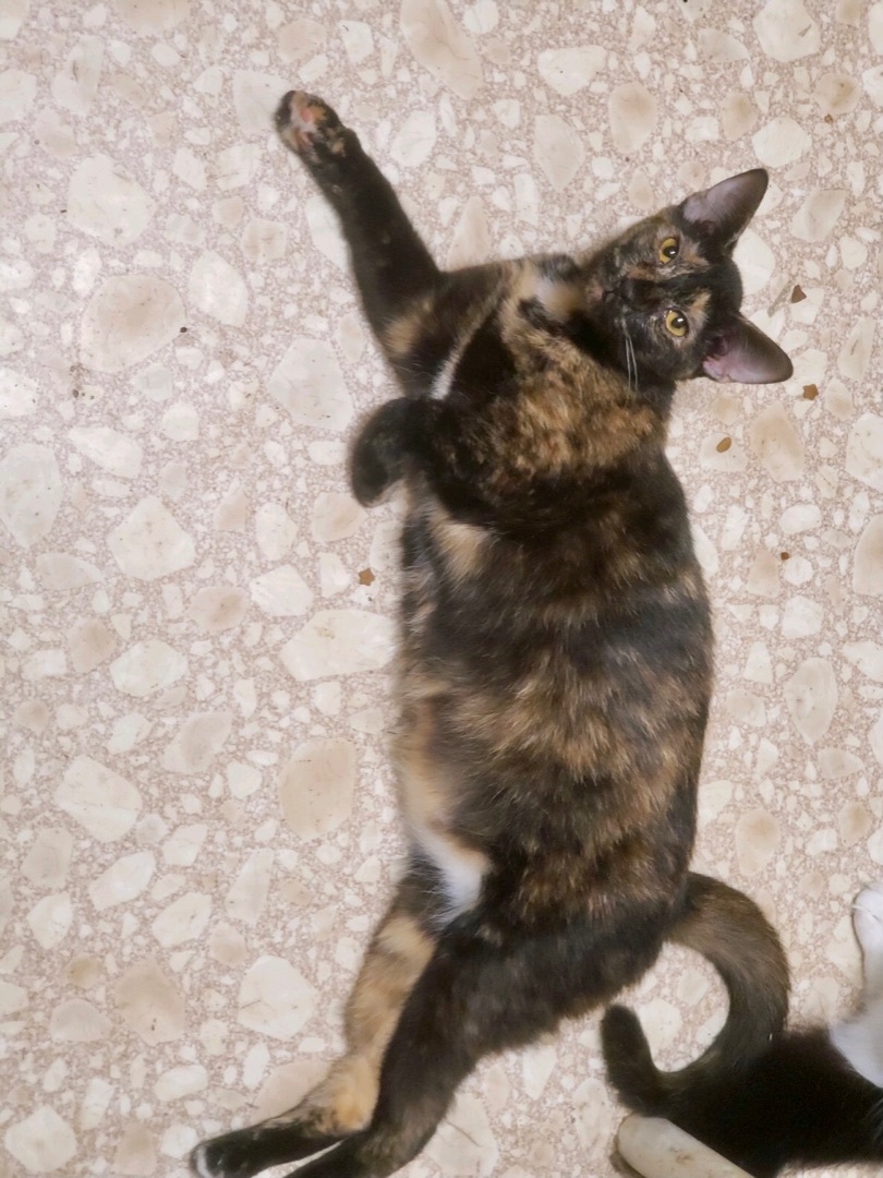 Marble, a Adoptable mixed breed in Winston-Salem, NC image 4/10