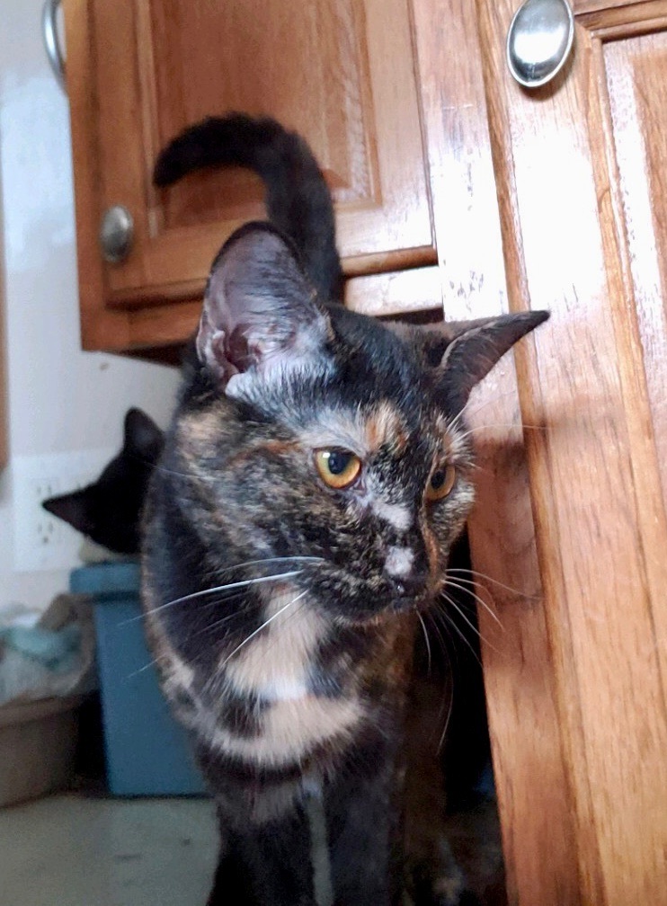 Marble, a Adoptable mixed breed in Winston-Salem, NC image 5/10